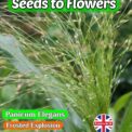 PANICUM ELEGANS- FROSTED EXPLOSION - ORNAMENTAL GRASS - 450 BEST FLOWER SEEDS