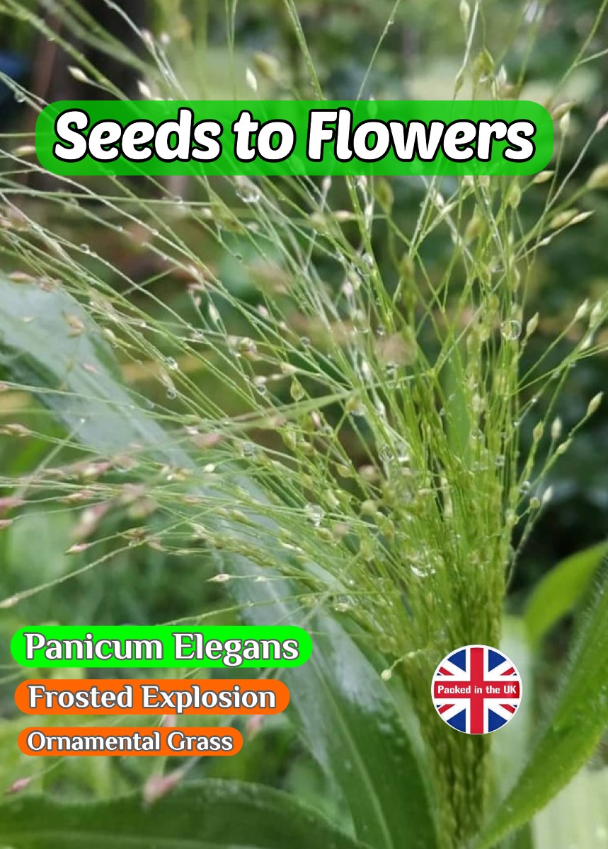 PANICUM ELEGANS- FROSTED EXPLOSION - ORNAMENTAL GRASS - 450 BEST FLOWER SEEDS
