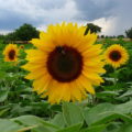 EXRA TALL YELLOW SUNFLOWER - GIGANTEUS - 40 90 230 PACKS OF FINEST QUALITY FLOWER SEEDS