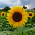 EXRA TALL YELLOW SUNFLOWER - GIGANTEUS - 40 90 230 PACKS OF FINEST QUALITY FLOWER SEEDS