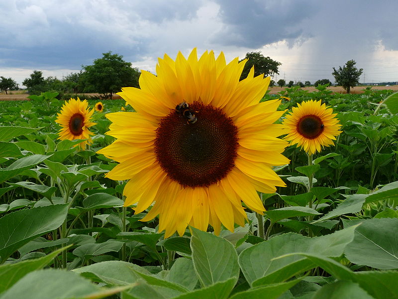 EXRA TALL YELLOW SUNFLOWER - GIGANTEUS - 40 90 230 PACKS OF FINEST QUALITY FLOWER SEEDS