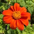 MEXICAN SUNFLOWER - GOLDFINGER - TITHONIA SPECIOSA - 150 QUALITY FLOWER SEEDS