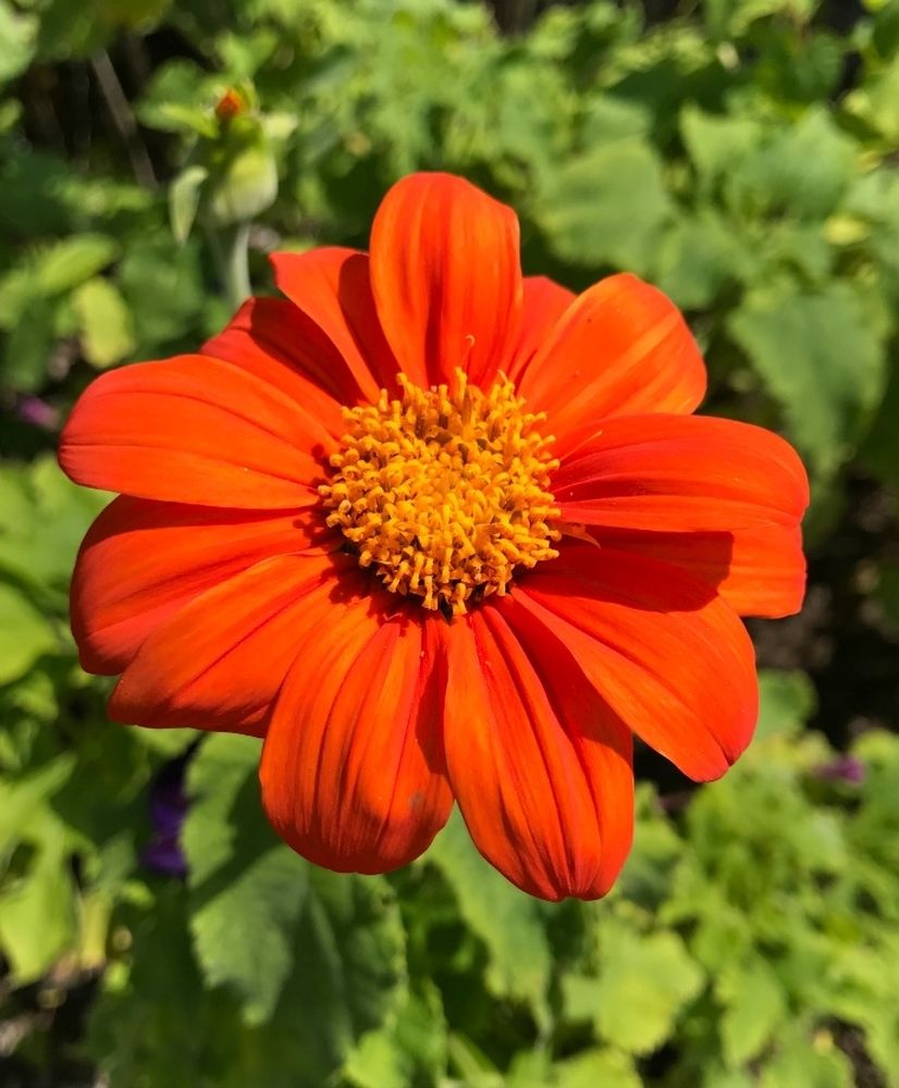 MEXICAN SUNFLOWER - GOLDFINGER - TITHONIA SPECIOSA - 150 QUALITY FLOWER SEEDS