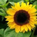 SUNFLOWER - HENRY WILDE - GOLDEN NIGER - TALL - 100, 200, 600 PACK OF BEST FLOWER SEEDS