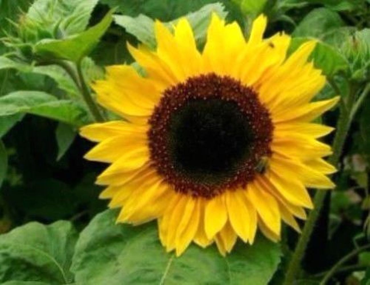 SUNFLOWER - HENRY WILDE - GOLDEN NIGER - TALL - 100, 200, 600 PACK OF BEST FLOWER SEEDS