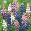 LUPIN - HARTWEGII MIXED - LONG FLOWER SPIKES - 120 HIGH QUALITY FLOWER SEEDS