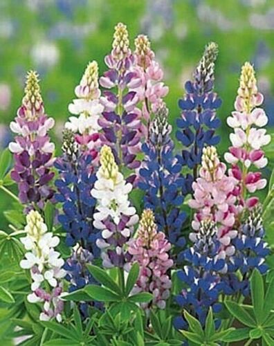 LUPIN - HARTWEGII MIXED - LONG FLOWER SPIKES - 120 HIGH QUALITY FLOWER SEEDS