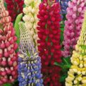 LUPIN - RUSSEL MIXED PERENNIAL - LUPINUS POLYPHYLLUS - 67 135 PACK OF QUALITY FLOWER SEEDS /128F