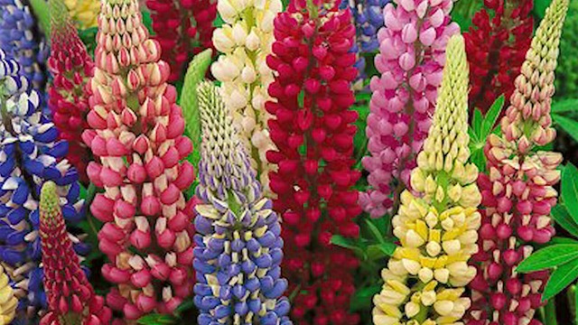 LUPIN - RUSSEL MIXED PERENNIAL - LUPINUS POLYPHYLLUS - 67 135 PACK OF QUALITY FLOWER SEEDS /128F