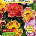 MIMULUS - TIGRINUS - MONKEY FLOWER MIXED - 25000 FLOWER SEEDS- COMPOSTABLE PACK
