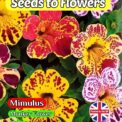 MIMULUS - TIGRINUS - MONKEY FLOWER MIXED - 12500 BEST FLOWER SEEDS