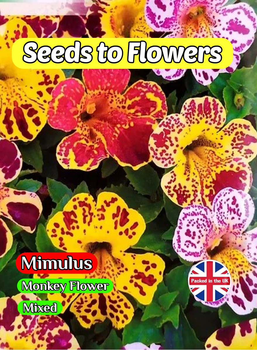 MIMULUS - TIGRINUS - MONKEY FLOWER MIXED - 12500 BEST FLOWER SEEDS