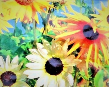 SUNFLOWERS - MINIATURE MIXED - POTS & BASKETS 30 HIGH QUALITY FLOWER SEEDS