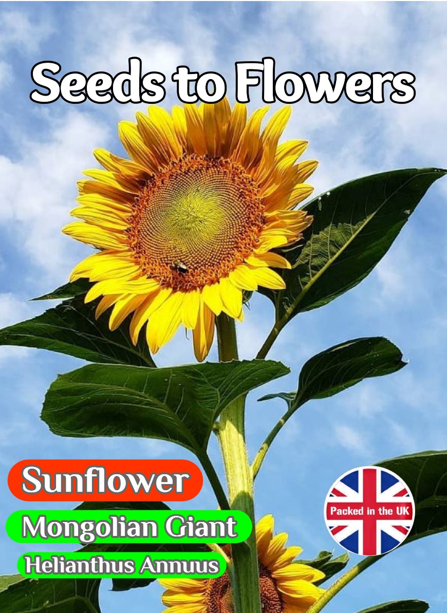 EXTRA TALL SUNFLOWER - MONGOLIAN GIANT - 30 BEST FLOWER SEEDS - GREAT VALUE
