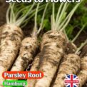 PARSLEY ROOT - PETROSELINUM CRISPUM - HAMBURG - 3000 HIGH QUALITY HERB SEEDS