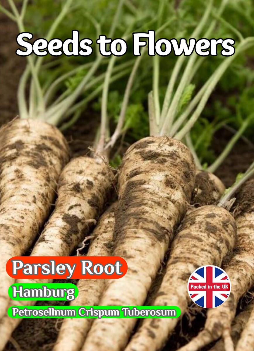 PARSLEY ROOT - PETROSELINUM CRISPUM - HAMBURG - 3000 HIGH QUALITY HERB SEEDS