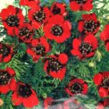PHEASANT'S EYE - ADONIS AESTIVALIS - RED - 180 HIGH QUALITY FLOWER SEEDS /118F