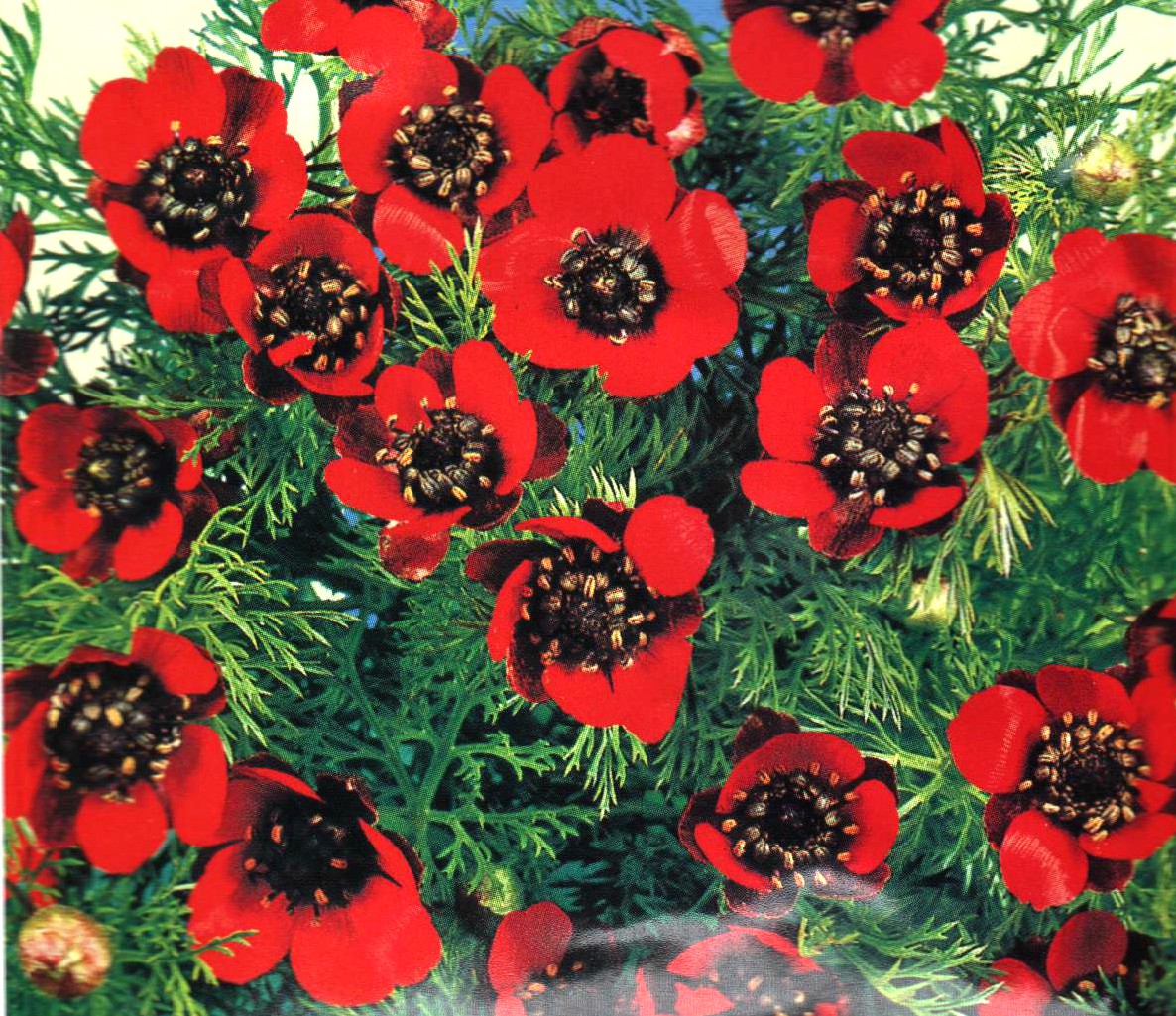 PHEASANT'S EYE - ADONIS AESTIVALIS - RED - 180 HIGH QUALITY FLOWER SEEDS /118F