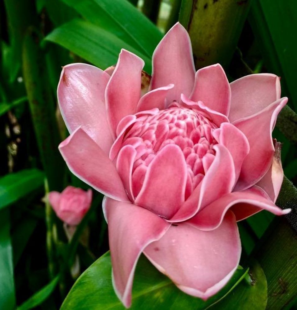 PINK TORCH GINGER - ETLINGERA ELATIOR - EXOTIC PLANT - 10 HIGH QUALITY SEEDS