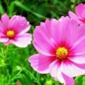 COSMOS BIPINNATUS SENSATION - PINKIE - 450 HIGH QUALITY FLOWER SEEDS