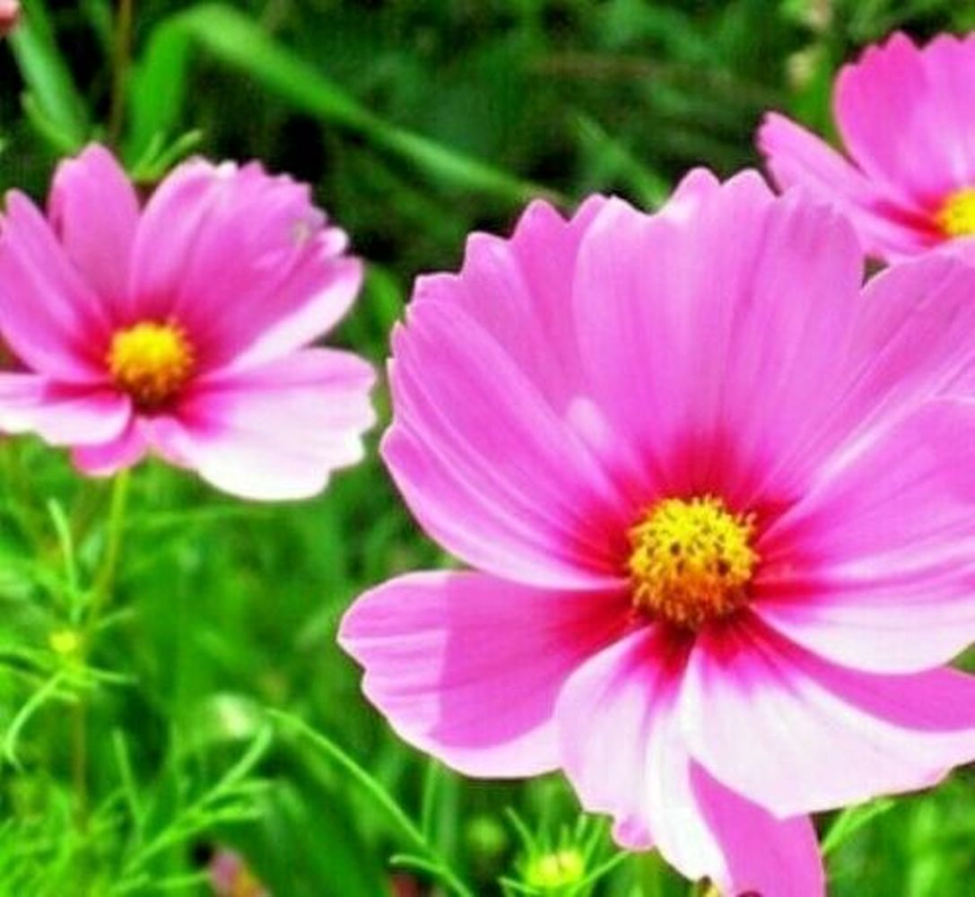 COSMOS BIPINNATUS SENSATION - PINKIE - 450 HIGH QUALITY FLOWER SEEDS