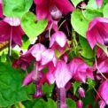 RHODOCHITON - ATROSANGUINEUS - PURPLE BELLS - ANNUAL CLIMBER - 10 FLOWER SEEDS