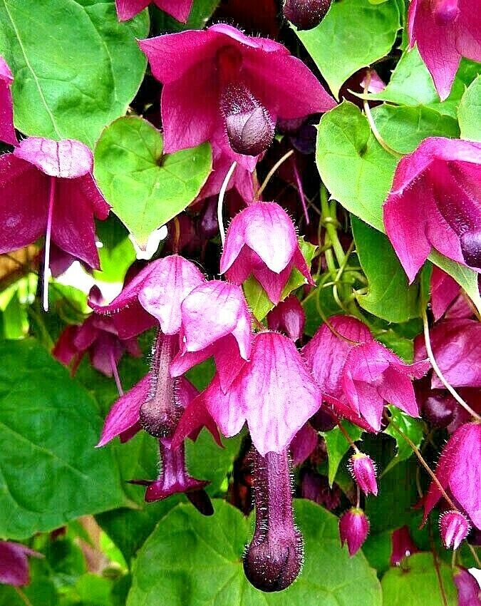 RHODOCHITON - ATROSANGUINEUS - PURPLE BELLS - ANNUAL CLIMBER - 10 FLOWER SEEDS