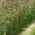 SETARIA - ORNAMENTAL GRASS - SETARIA ITALICA - 360 FINEST FLOWER SEEDS /133F