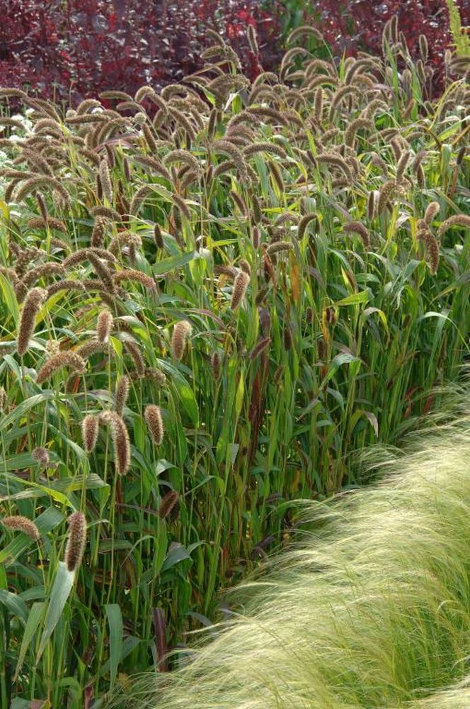 SETARIA - ORNAMENTAL GRASS - SETARIA ITALICA - 360 FINEST FLOWER SEEDS /133F