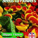 SLIPPER FLOWER - CALCEOLARIA x HERBEOHYBRIDA NANA F2 - 110 BEST FLOWER SEEDS