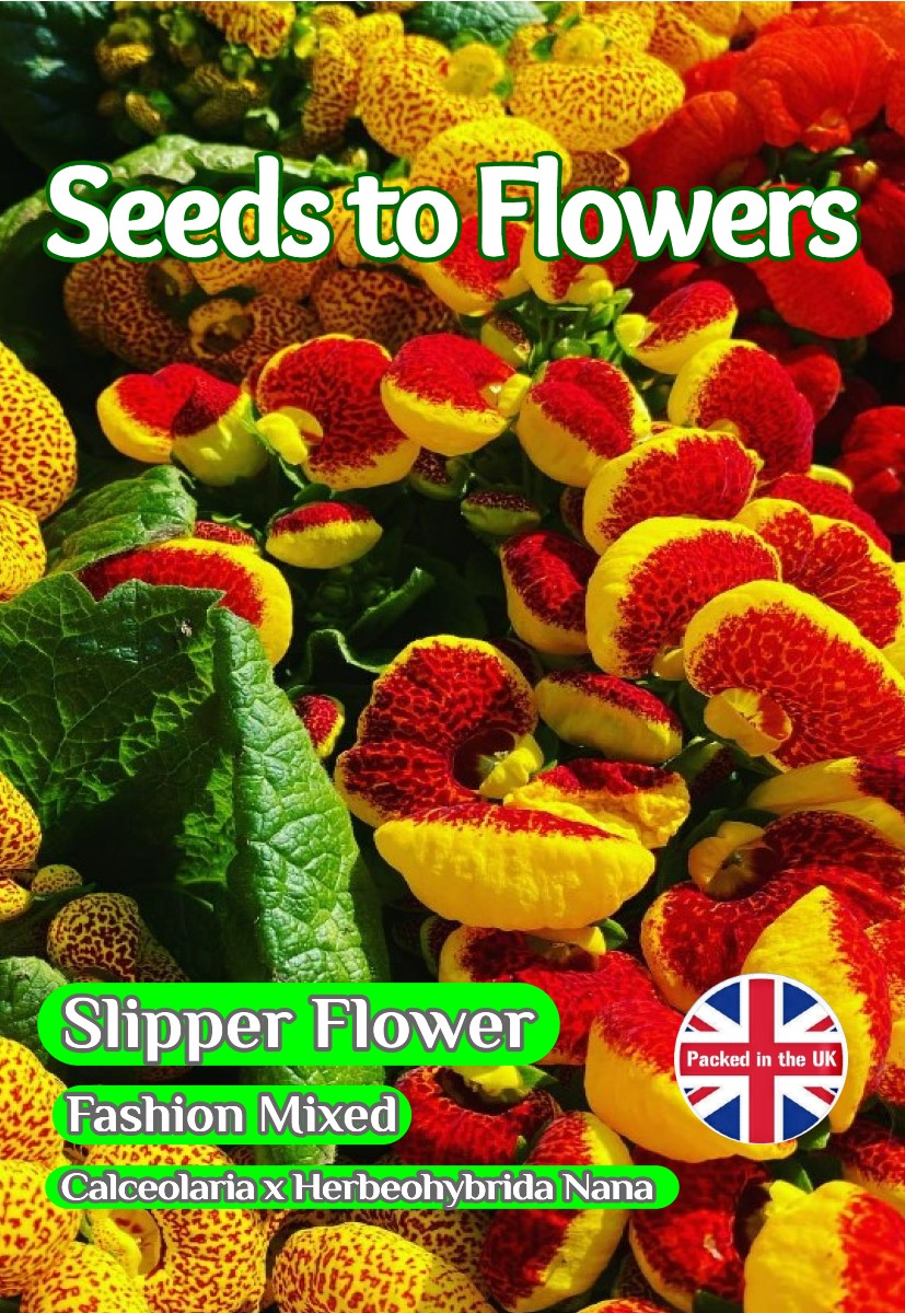 SLIPPER FLOWER - CALCEOLARIA x HERBEOHYBRIDA NANA F2 - 110 BEST FLOWER SEEDS