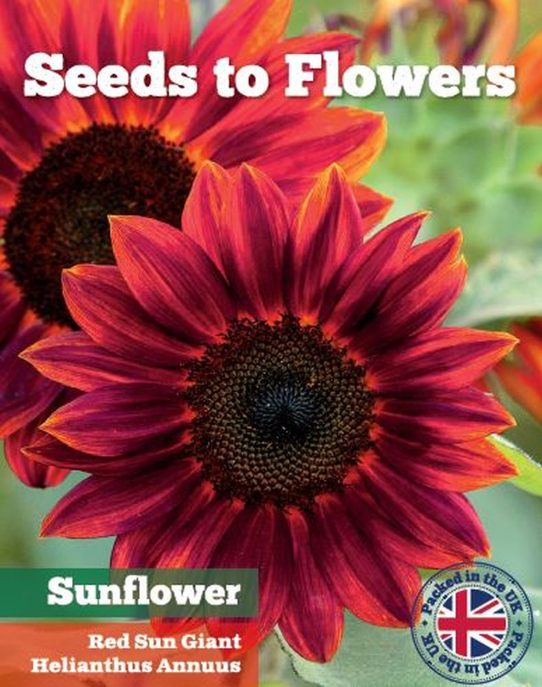 RED GIANT SUNFLOWER - RED SUN - HELIANTHUS ANNUUS - 40 FINE FLOWER SEEDS /100F