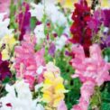 ANTIRRHINUM - SNAPDRAGON RAINBOW MIXED - MAJUS NANUM 15000 FLOWER SEEDS /144F