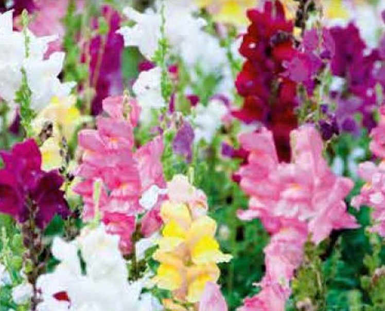 ANTIRRHINUM - SNAPDRAGON RAINBOW MIXED - MAJUS NANUM 15000 FLOWER SEEDS /144F
