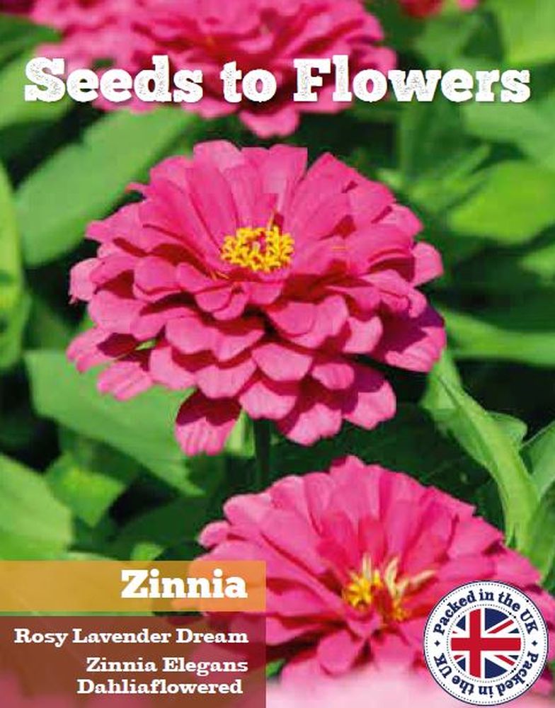ZINNIA - ROSY LAVENDER DREAM - ZINNIA ELEGANS DAHLIA FLOWERED - 150 SEEDS /136F