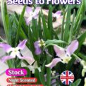 NIGHT SCENTED STOCK - MATTHIOLA LONGIEPETALA SUBSP. BICORNI - 2500 SEEDS /130F