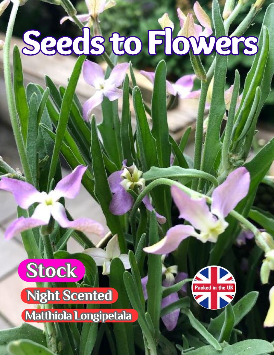 NIGHT SCENTED STOCK - MATTHIOLA LONGIEPETALA SUBSP. BICORNI - 2500 SEEDS /130F