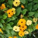 THUNBERGIA ALATA - BLACK EYED SUSAN - CLIMBING -20 HIGH QUALITY FLOWER SEEDS