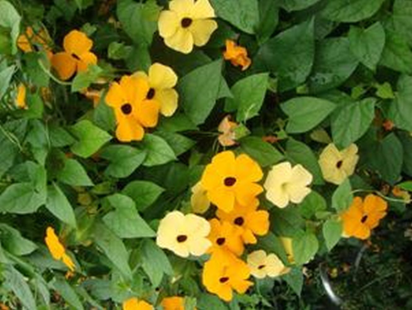 THUNBERGIA ALATA - BLACK EYED SUSAN - CLIMBING -20 HIGH QUALITY FLOWER SEEDS