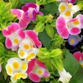 TORENIA FOURNIERI - F2 MIXED - WISHBONE - 12 BEST QUALITY FLOWER SEEDS /178F