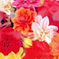 DAHLIA - UNWINS DWARF MIXED - 56 HIGH QUALITY FLOWER SEEDS
