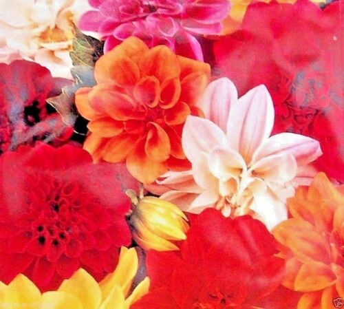 DAHLIA - UNWINS DWARF MIXED - 56 HIGH QUALITY FLOWER SEEDS