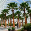 WASHINGTON PALM - MEXICAN FAN PALM - PHOENIX ROBUSTA - 3 FINEST SEEDS /135F