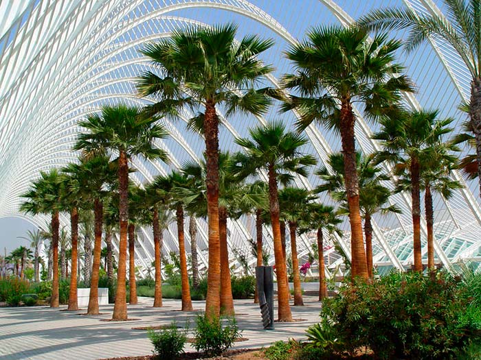 WASHINGTON PALM - MEXICAN FAN PALM - PHOENIX ROBUSTA - 3 FINEST SEEDS /135F