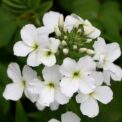 HESPERIS MATRONALIS - SWEET ROCKET WHITE - 1000 HIGH QUALITY FLOWER SEEDS