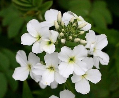 HESPERIS MATRONALIS - SWEET ROCKET WHITE - 1000 HIGH QUALITY FLOWER SEEDS
