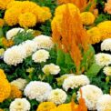 ULTRA DWARF ANNUAL FLOWERS - YELLOW AND WHITE - SCATTER SEEDS - 2G FLOWER SEEDS