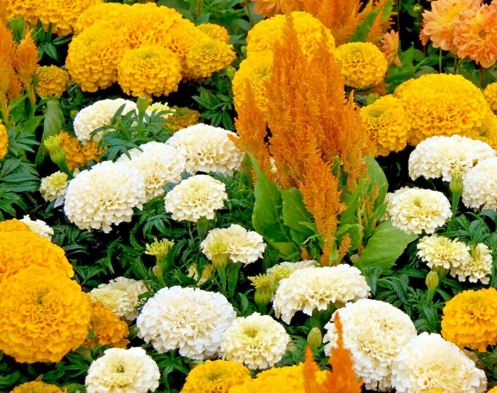 ULTRA DWARF ANNUAL FLOWERS - YELLOW AND WHITE - SCATTER SEEDS - 2G FLOWER SEEDS