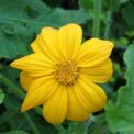 MEXICAN SUNFLOWER - YELLOW TORCH - TITHONIA SPECIOSA - 150 QUALITY FLOWER SEEDS