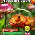PAPER DAISY GIANT MIXED HELIPTERUM ROSEUM 800 FLOWER SEEDS COMPOSTABLE PACKAGING